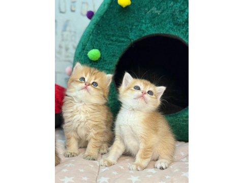 British Longhair Ve Shorthair Golden Yavrular