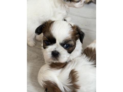 Kendi Shih Tzu Yavrularımız