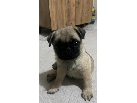 Pug Yavru Eşyalarıyla Birlikte