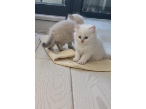 2 Aylık British Kar Beyazı Kedimiz