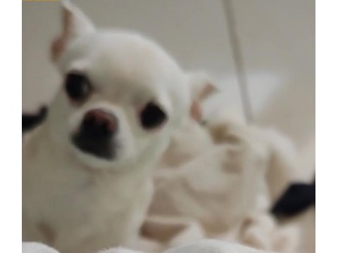 2 Erkek 45 Günlükler A Kalite Chihuahua