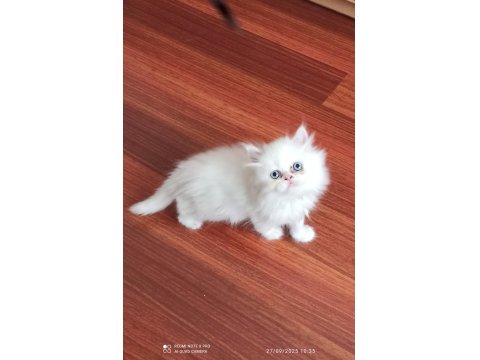 Teslime Hazır 50 Günlük Erkek Chinchilla Yavrular