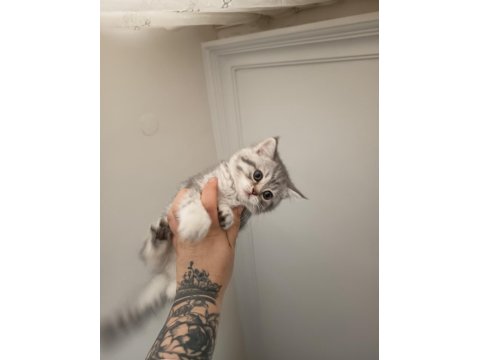 Yavru Ve Minik Kedimiz