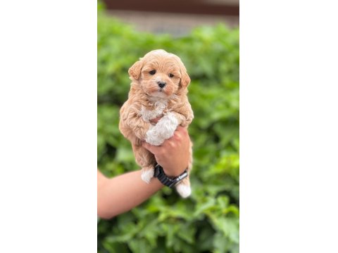 Mini Boy Aşılı Poodle Bebekler