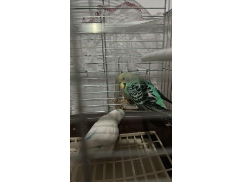 Muhabbet Kuşu Çift