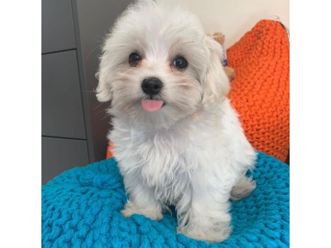 Dünya Tatlısı Terrier Yavruları