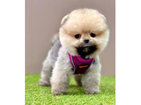 Safkan Pomeranian Boo Cinsi Yavrular