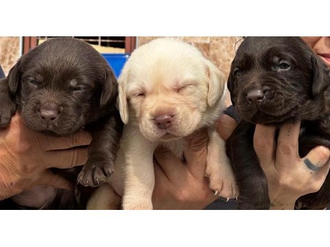 Labrador Arıyorsanız Bu Yavrular Size Göre!