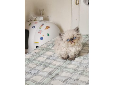 Ev Sıcaklığında Safkan Himalayan Persian Yavrular