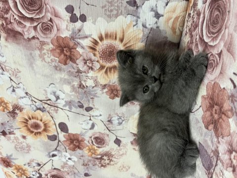 British Shorthair Yavrularımız Yuva Arıyor