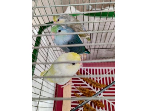 Turkuaz Forpus Papağanı Bebekler