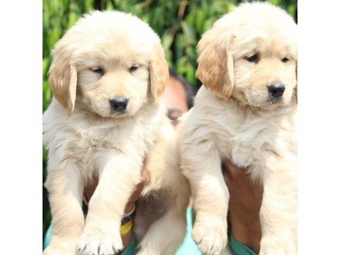 Golden Retriever Köpekleri