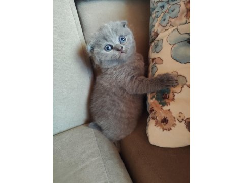 Yavru Kedilerimiz Yeni Yuva Arıyor