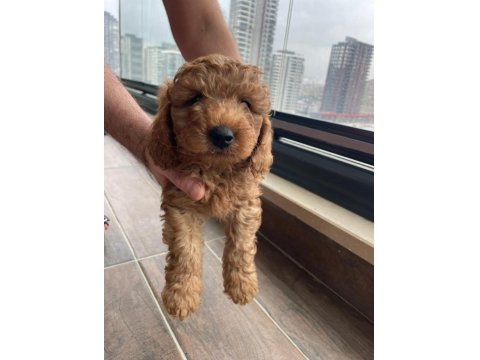 Ev Üretimi Safkan Toy Poodle Yavruları Anne Yanından