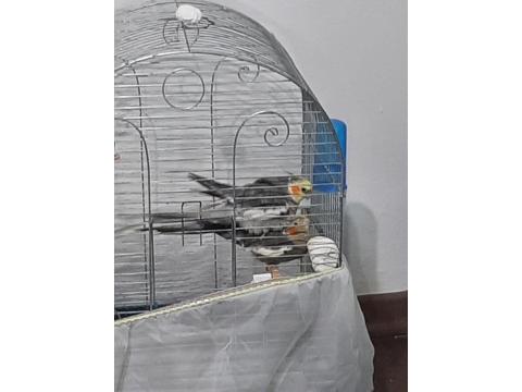 Seri Üretim Çift Sultan Papağanı