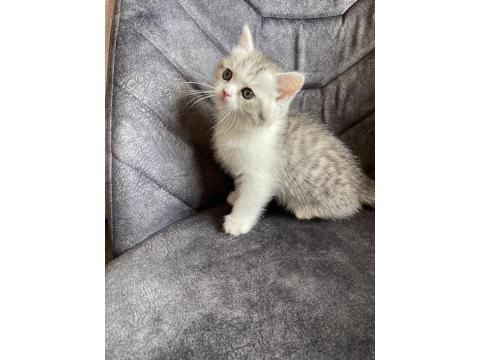 Sahibinden Yavru Chinchilla Yavrusu