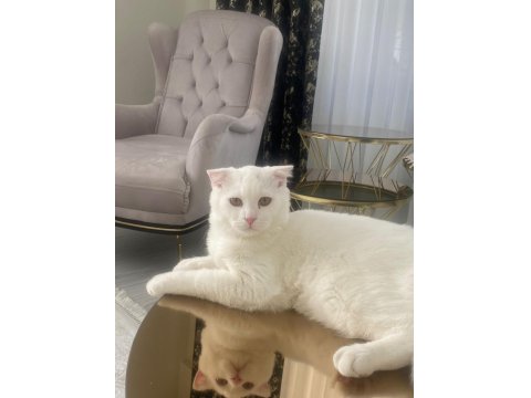 Scottish Fold Erkek Kedime Dişi Kedi Arıyorum