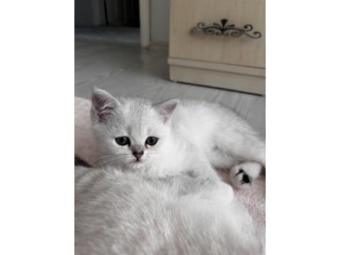Dünya Güzeli Sağlıklı British Shorthair Bebekler