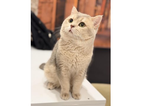 Nadir Güzellik Ay 11 British Shorthair (2,5 Yaş)