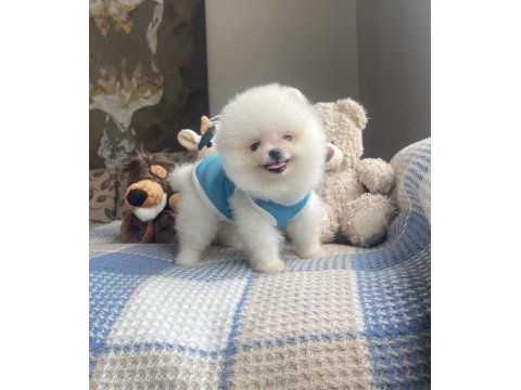 Ayı Surat Pomeranian Boo Köpek Yavruları