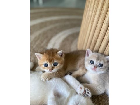 British Shorthair Yavru Kediler Rezerveye Açık!