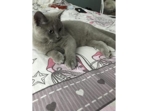 3 Aylık Erkek British Shorthair Acil