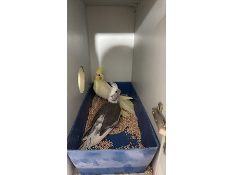 Sağlıklı Sultan Papağanı Kuşlar