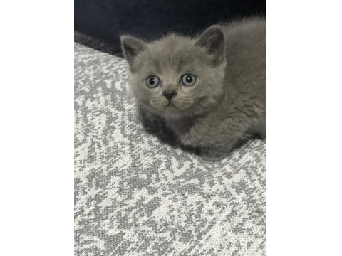 Safkan British Shorthair Yavrularım Yeni Yuva Arıyor