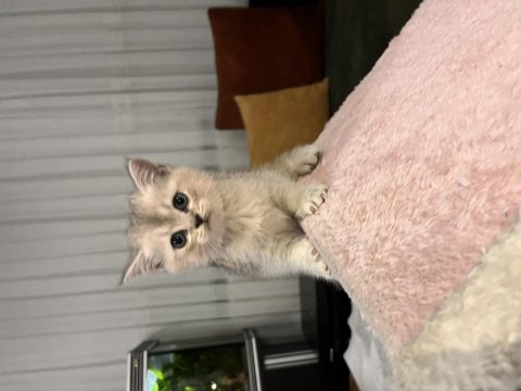 Scottish Ayı Yüzlü Yavru Kediler