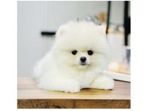 Pomeranian Köpeği Yavruları