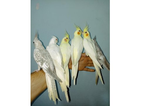 Ev Üretimi Yerli Sultan Papağan Yavruları