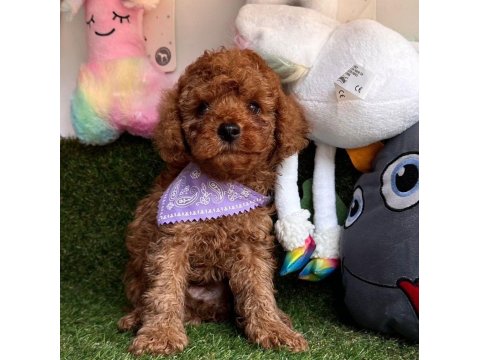 Safkan Toy Poodle Yavrularımız