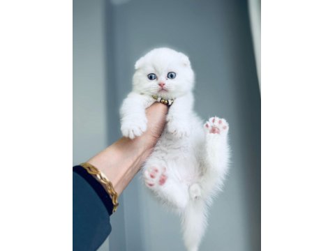 Kedilerim Sahiplendirilecektir