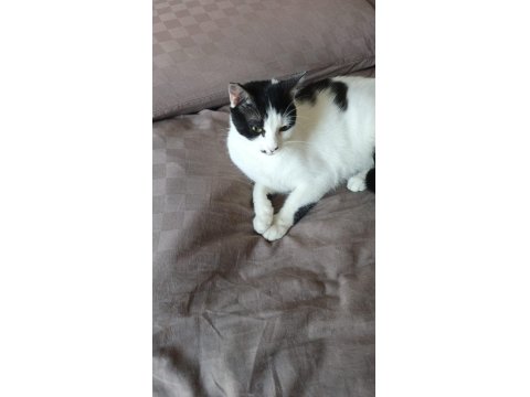 Kedimiz Kısır Ve Sevimli Kedimiz Yeni Yuvasını Arıyor