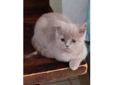 3 Aylık Lilak Rengi British Shorthair