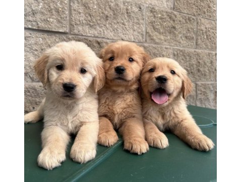 Vecihiden Safkan Babyface Golden Retriever Bebekler