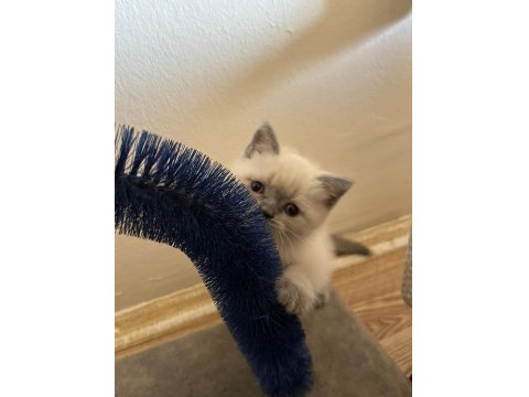 Müthiş Güzellikte Blue Point British Shorthair Kızımız