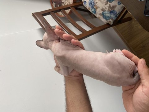 2 Aylık Sfenks Yavrular