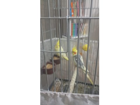 Eşli Yavru Yumurta Garantili Sultan Papağanı Çift