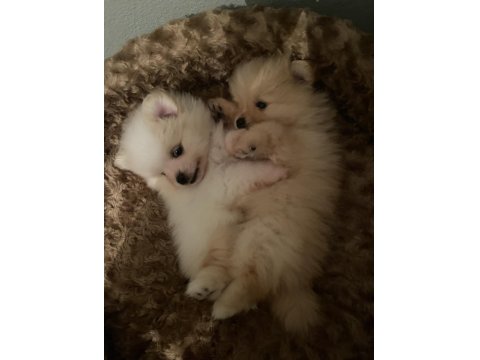 Şirin Pomeranian Yavrumuz Yeni Sahibini Arıyor