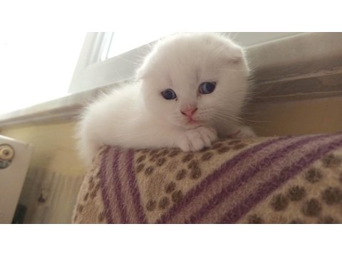 Kar Beyazı Scottish Fold Mavişler