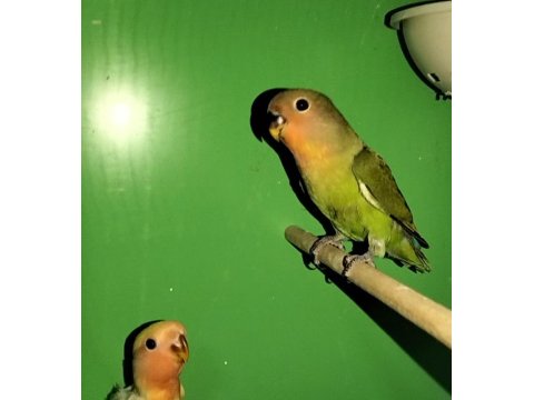 Yavru Sevda Papağanı Evcildir