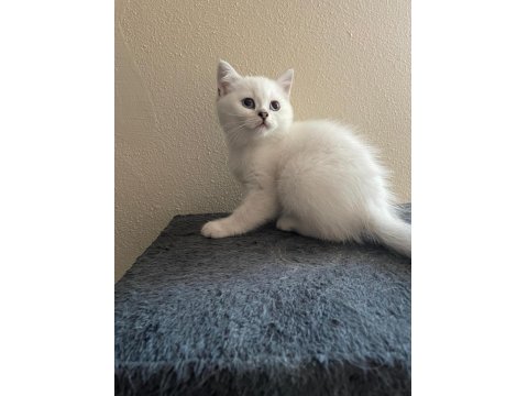 Scottish Straight Erkek