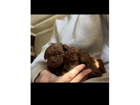Ev Ortamında Büyüyen Poodle Yavrular