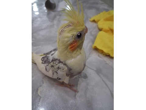 30 Günlük Yavru Sultan Papağanlar