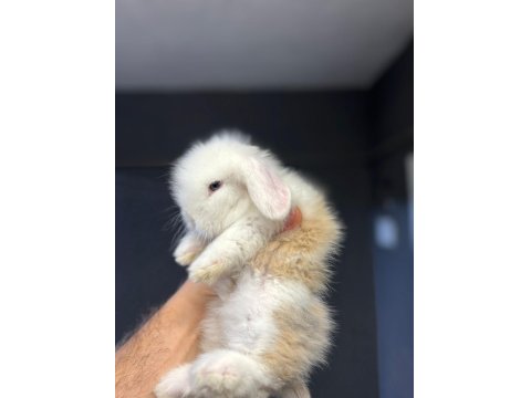 Safkan Hollanda Mini Cüce Tavşanlarımız Her Yere Gönderim