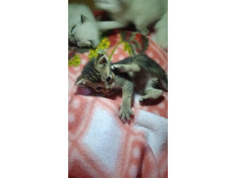 Siyam Ve Golden N11 Kedi Kırması