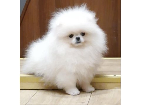 Bembeyaz Ayı Surat Pomeranian