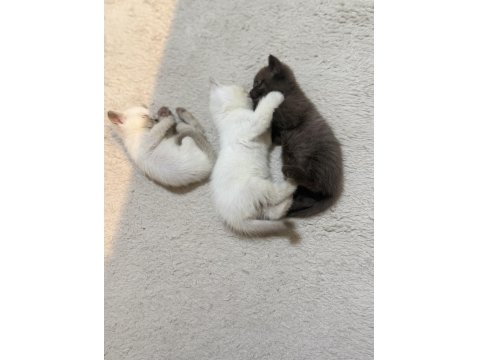 Tatlı Uysal British Bebişler