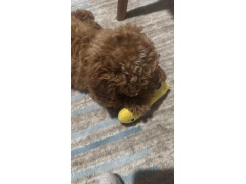 2.5 Aylık Toy Poodle